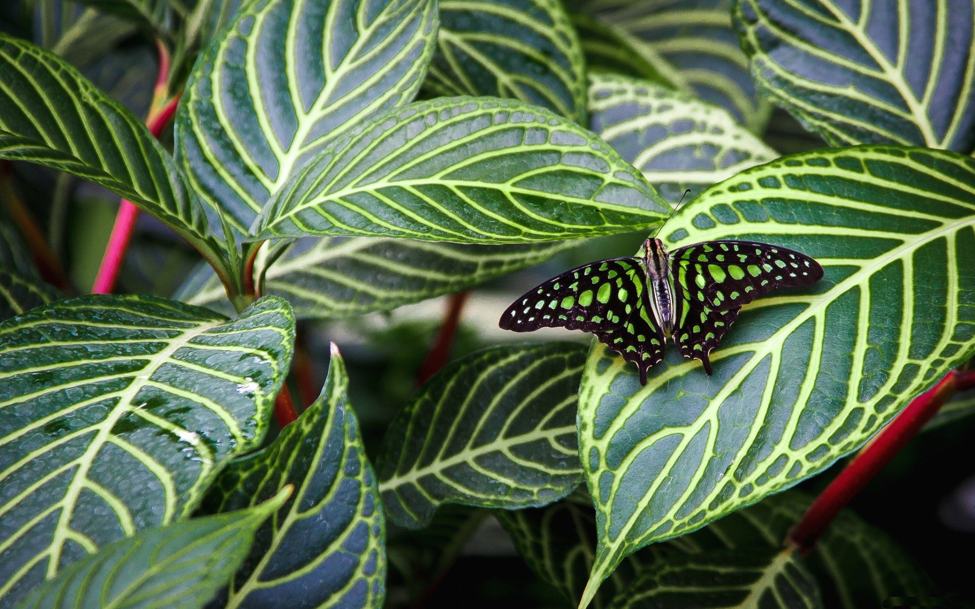 A vibrant butterfly with green and black patterns rests on lush green leaves, creating a stunning visual for an HD PC desktop wallpaper and background.
