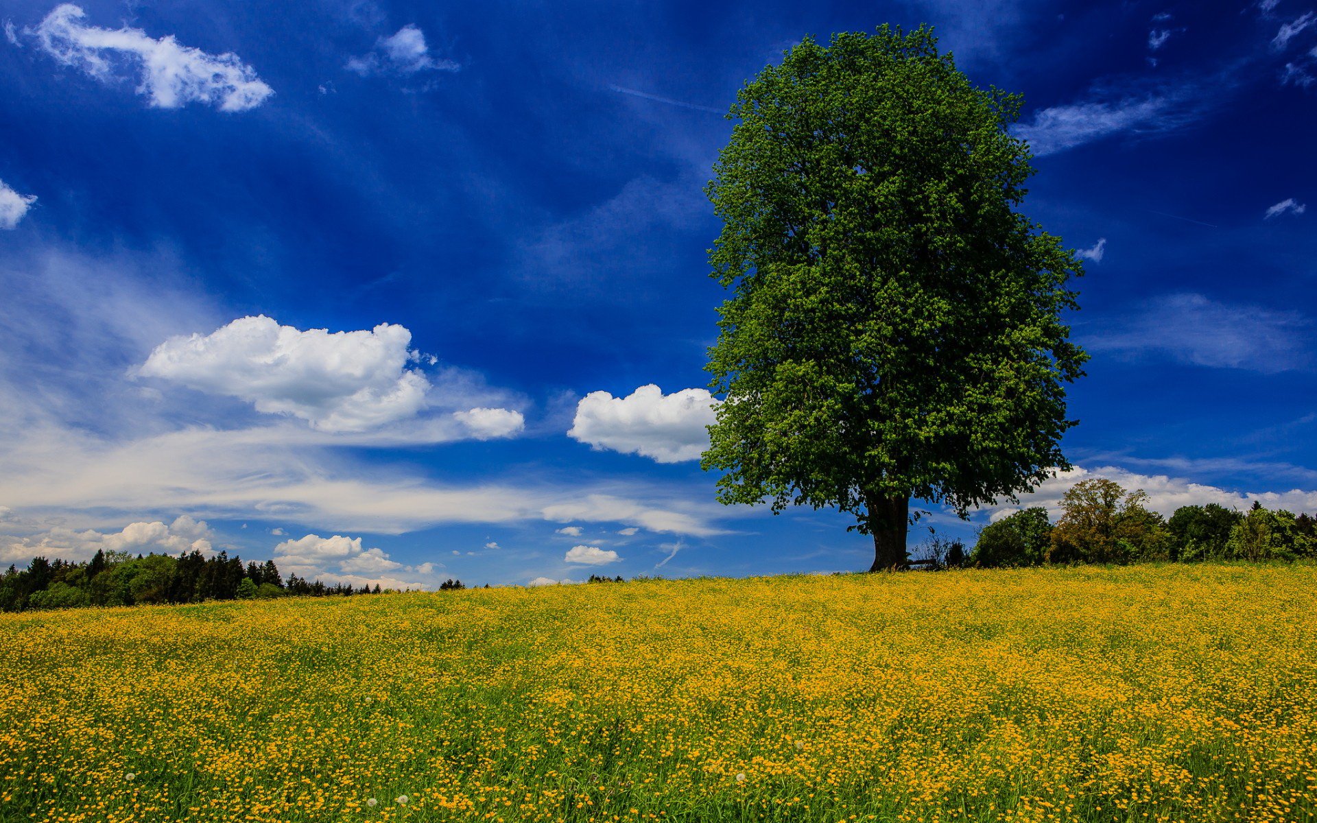 A vibrant landscape featuring a solitary tree standing amid a field of yellow flowers, under a blue sky with fluffy white clouds, creating a serene nature scene for a HD desktop wallpaper.