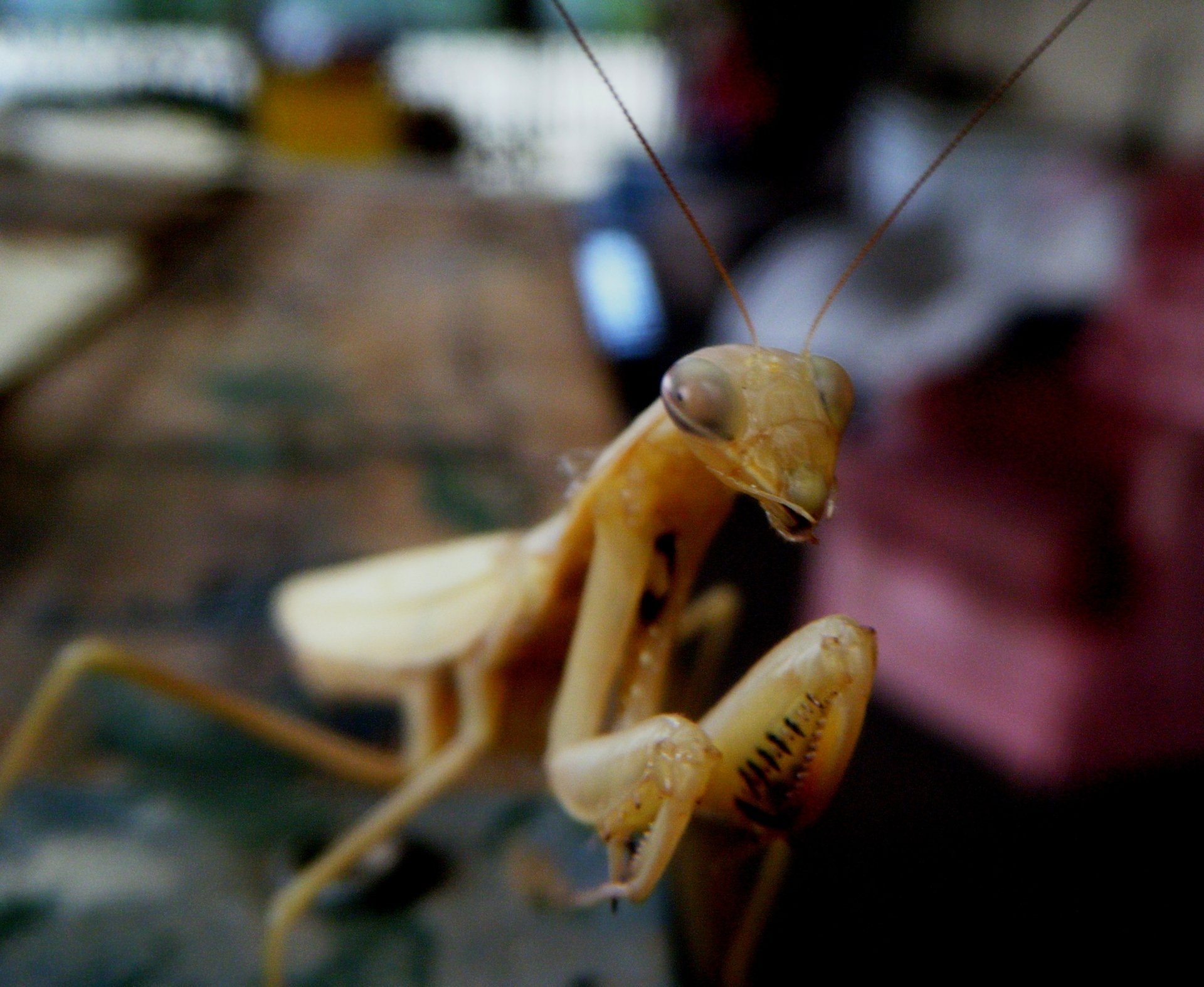 Download Animal Praying Mantis HD Wallpaper