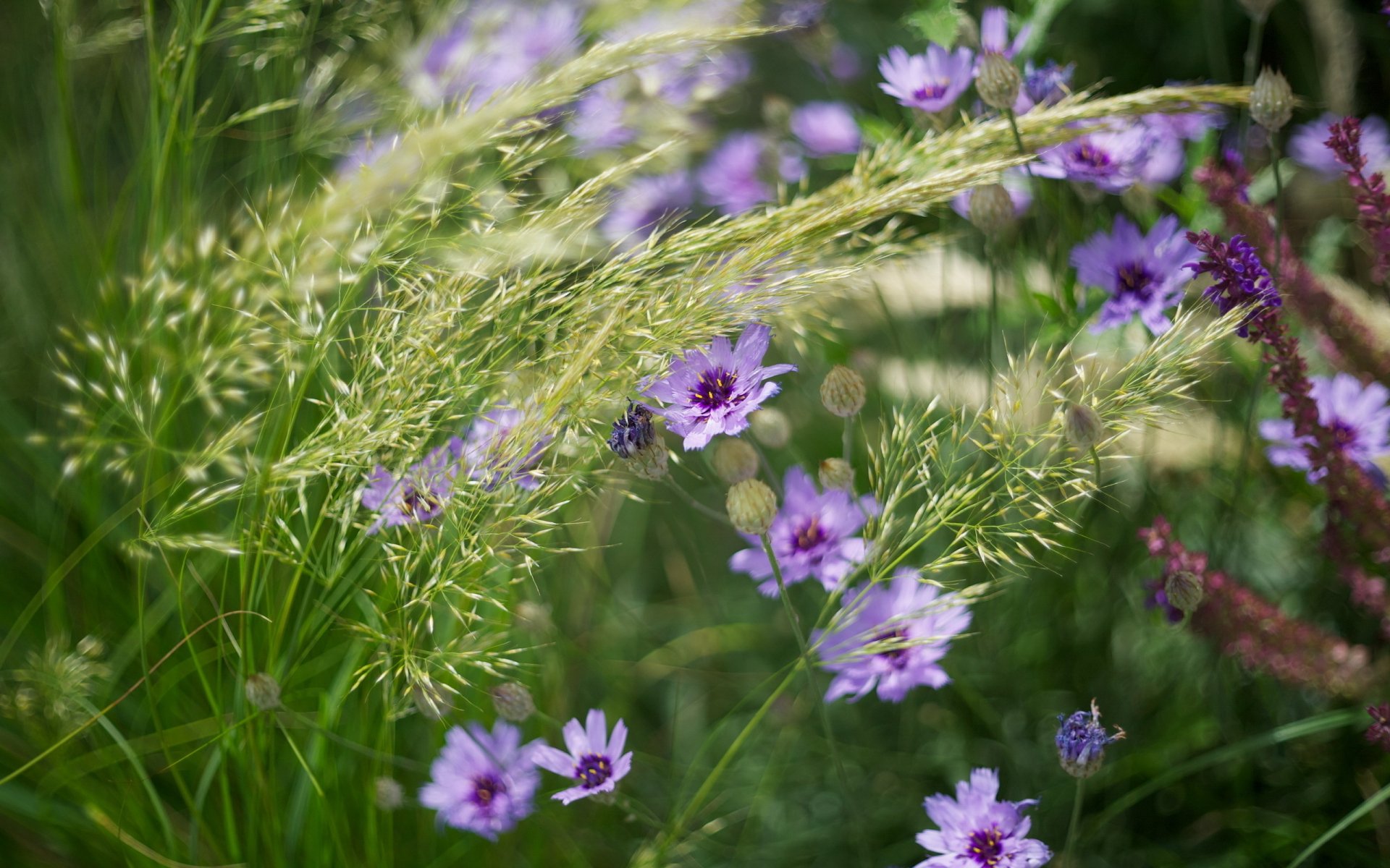 A vibrant display of purple flowers mingling with green grass, creating a serene natural scene. This HD wallpaper captures the beauty of nature.