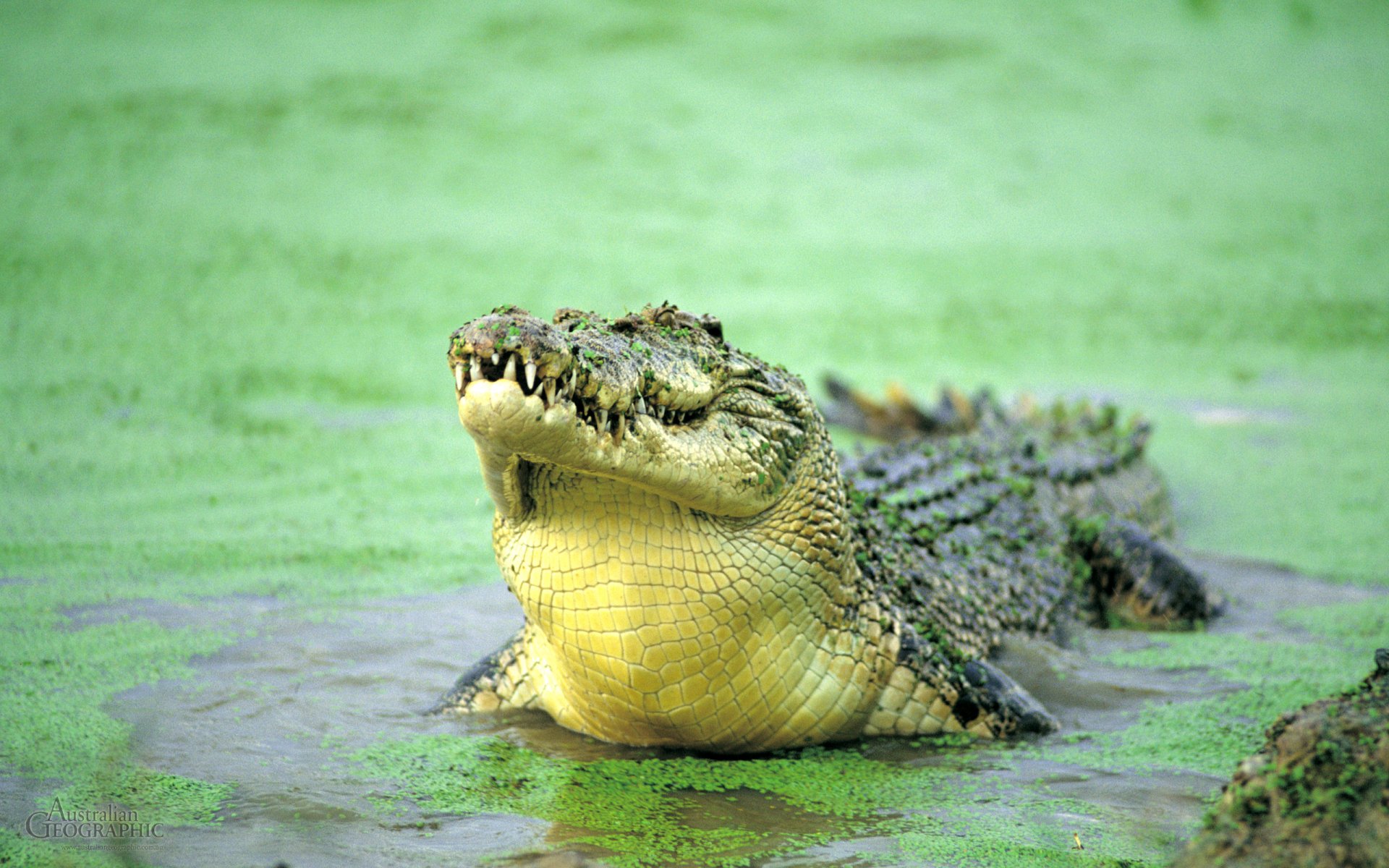 Crocodile HD Wallpaper