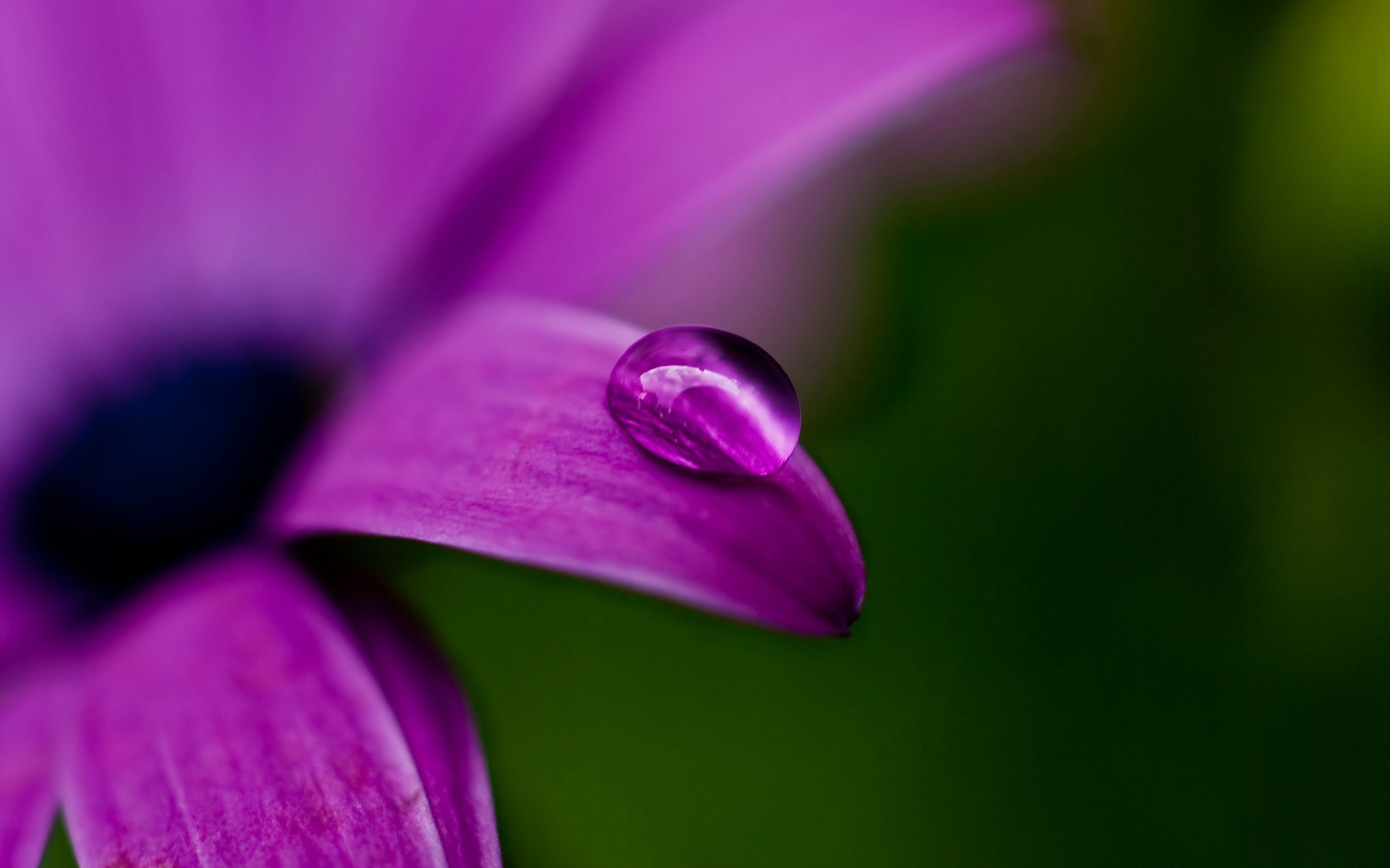 Nature Water Drop HD Wallpaper