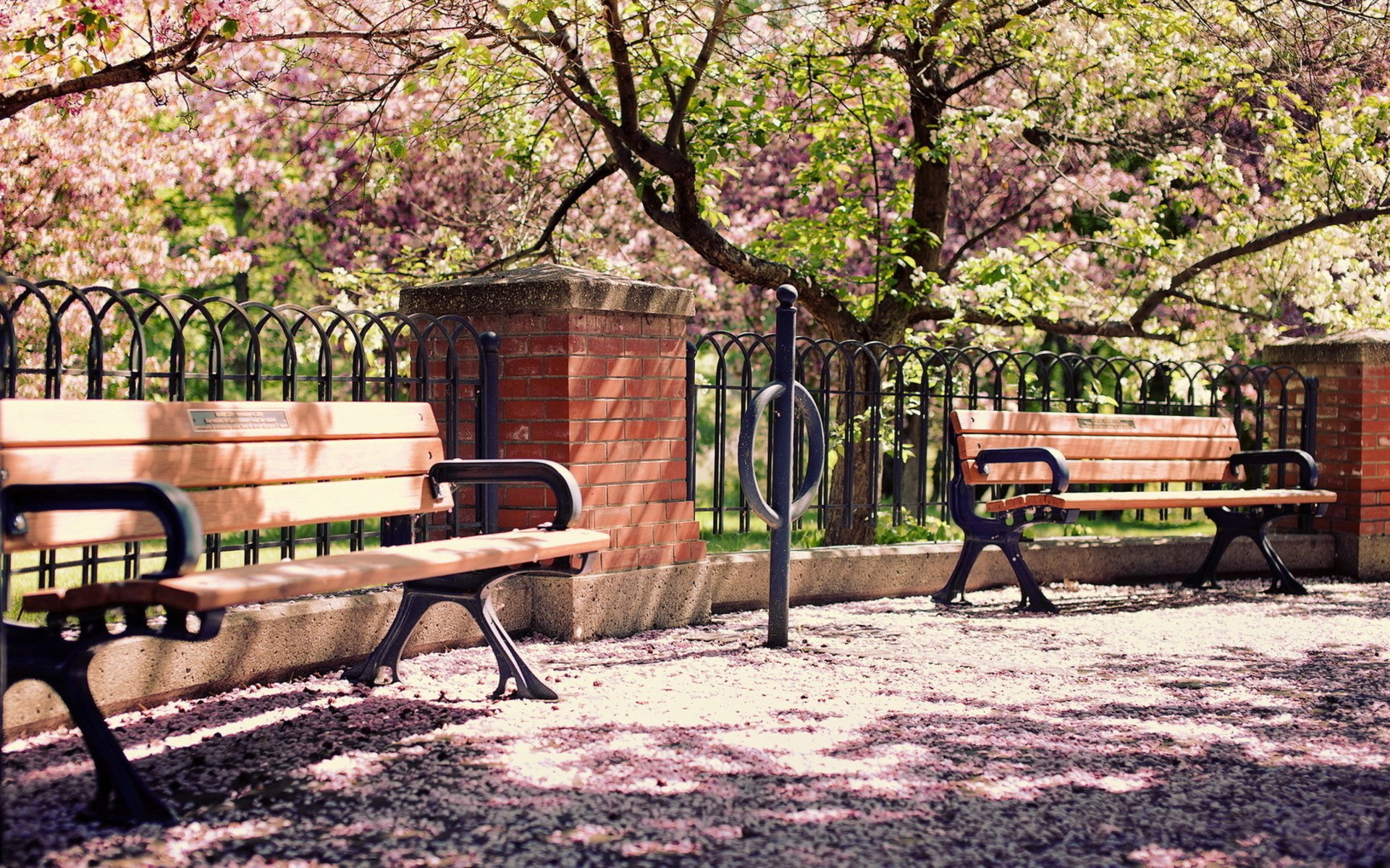 Sunny park scene featuring blossoming trees, wooden benches, and a man-made fence, captured in high-definition for a PC desktop wallpaper.