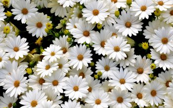 405 Daisy Hd Wallpapers Background Images Wallpaper Abyss