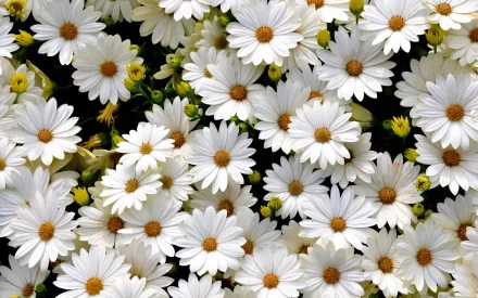 A HD desktop wallpaper featuring a vibrant cluster of white daisies in a natural setting. The daisies are in full bloom, creating a beautiful floral background.