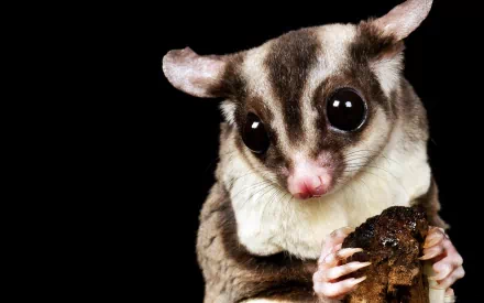 Close-up HD desktop wallpaper of a sugar glider holding a piece of bark against a black background.