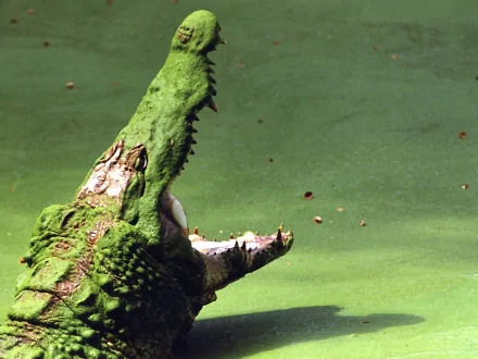 Animal crocodile HD Desktop Wallpaper | Background Image