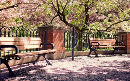 Sunny park scene featuring blossoming trees, wooden benches, and a man-made fence, captured in high-definition for a PC desktop wallpaper.