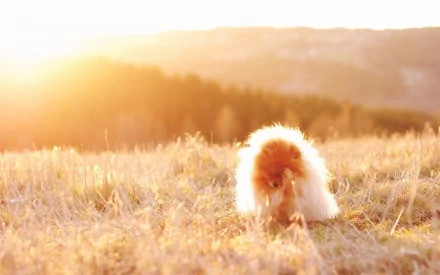 A fluffy Pomeranian stands in a sunlit field during golden hour, captured in an HD PC desktop wallpaper and background.