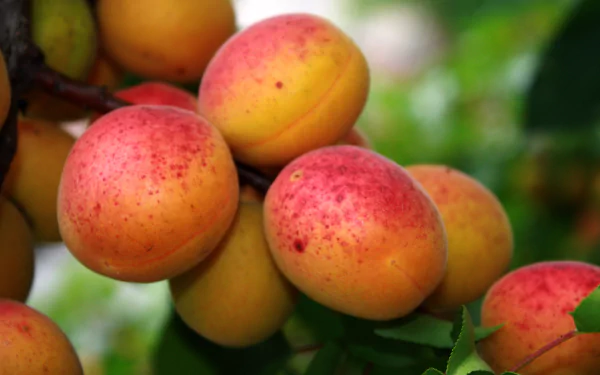 A close-up of ripe apricots, showcasing their vibrant yellow and pink hues against lush green leaves, making for a colorful HD PC desktop wallpaper.