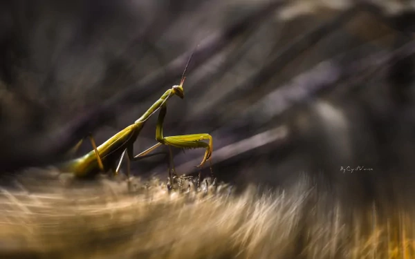 Animal praying mantis HD Desktop Wallpaper | Background Image
