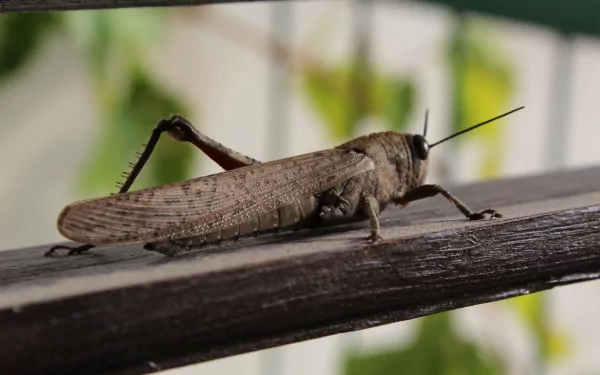 Animal grasshopper HD Desktop Wallpaper | Background Image