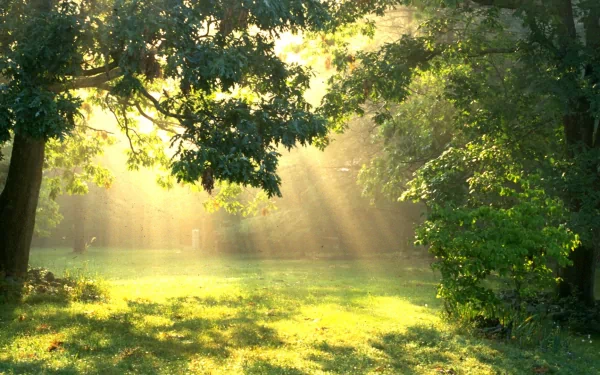 HD PC desktop wallpaper showing sunbeams streaming through lush green trees onto a sunlit grassy clearing in a serene natural setting.