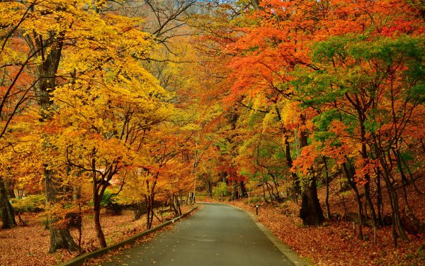 Photography Fall Road Tree HD Wallpaper | Background Image