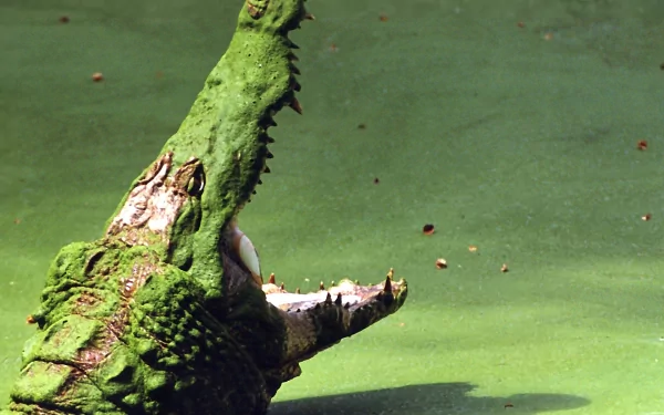 HD PC desktop wallpaper of a green crocodile rising from algae-covered water, jaw open against a flat green background.