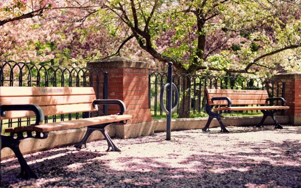 Sunny park scene featuring blossoming trees, wooden benches, and a man-made fence, captured in high-definition for a PC desktop wallpaper.
