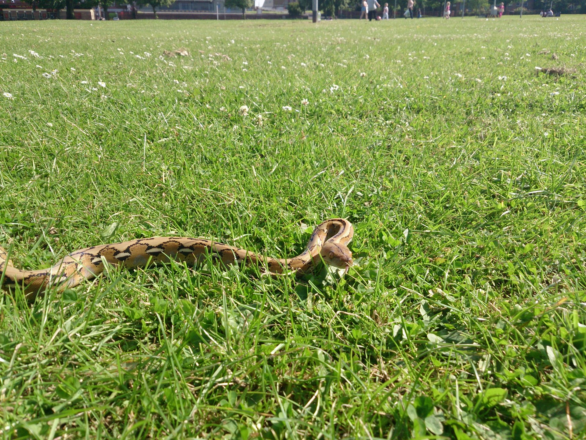 4K Ultra HD Wallpaper of a Serene Snake in Nature