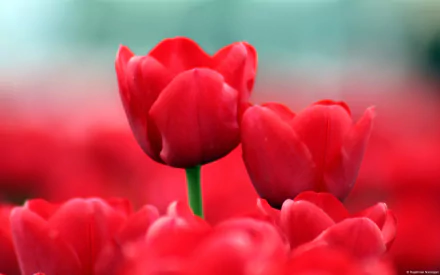HD desktop wallpaper featuring vibrant red tulips in full bloom against a softly blurred natural background.