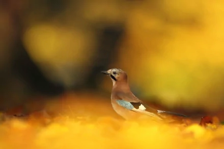 A stunning HD wallpaper featuring a Eurasian Jay amidst a backdrop of vibrant autumn foliage, capturing the beauty of nature in a warm, golden hue.