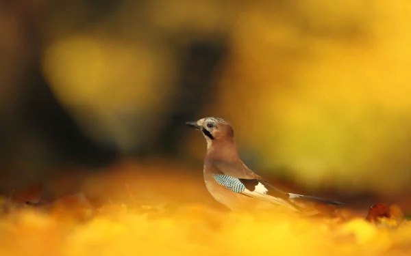 A stunning HD wallpaper featuring a Eurasian Jay amidst a backdrop of vibrant autumn foliage, capturing the beauty of nature in a warm, golden hue.