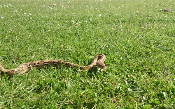 A snake glides gracefully through lush green grass, captured in stunning 4K Ultra HD, showcasing the beauty of wildlife in a tranquil outdoor setting.