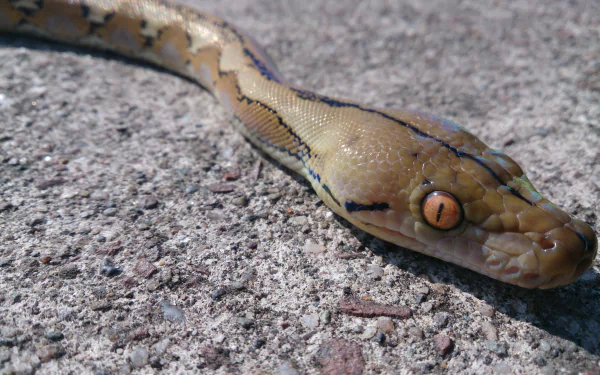 A close-up of a snake resting on a textured surface, showcasing its unique pattern and striking eyes. This vibrant image serves as a 4K Ultra HD PC desktop wallpaper and background.
