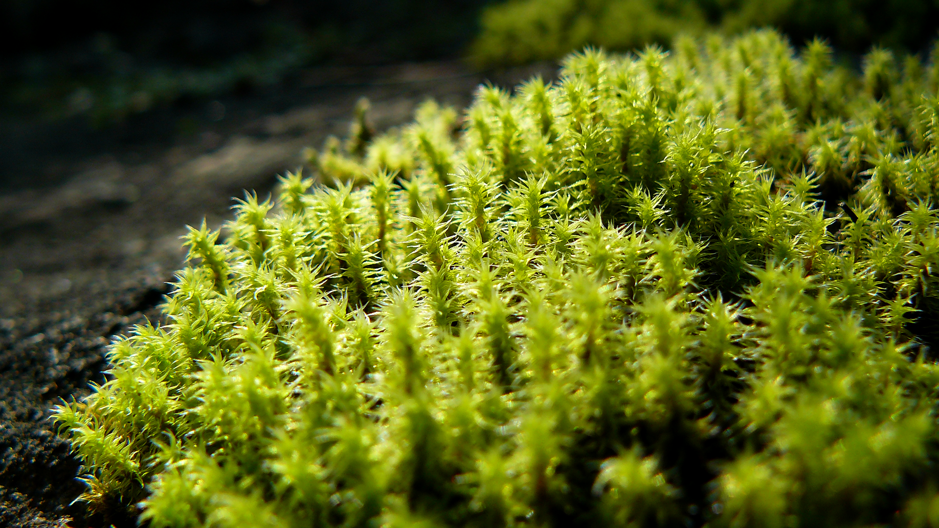 types of moss download