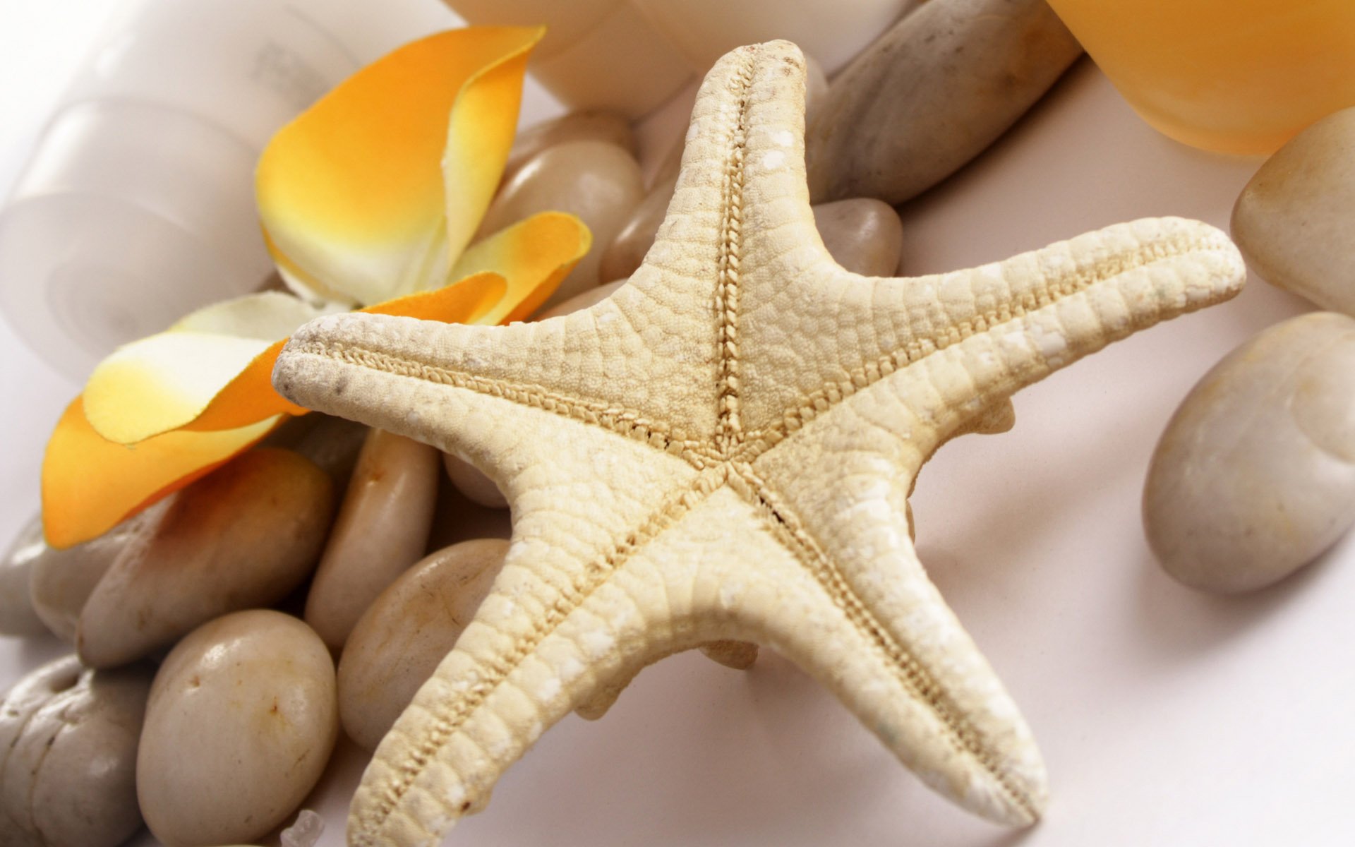A serene still life featuring a starfish surrounded by smooth pebbles and delicate petals, showcasing the beauty of natural elements in an HD desktop wallpaper.