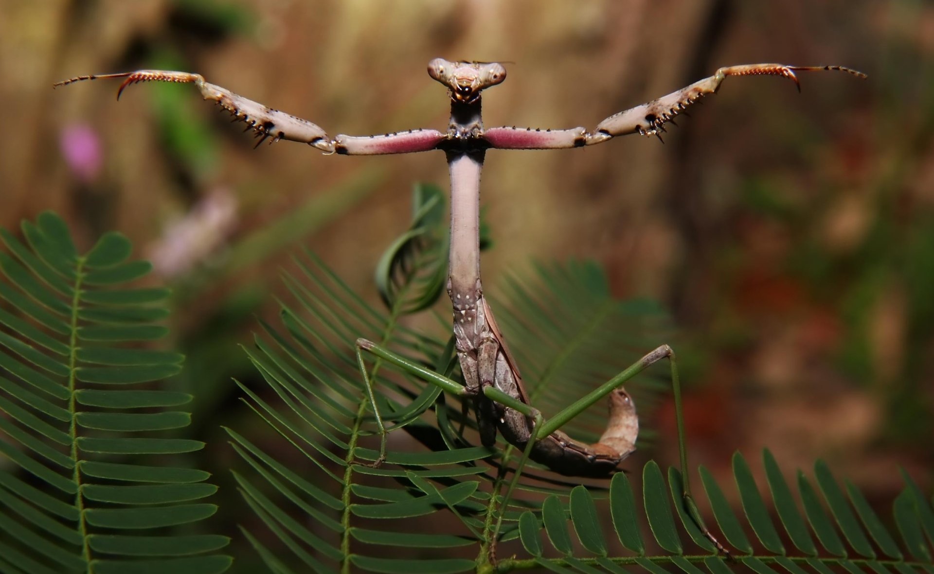 HD desktop wallpaper featuring a close-up of a praying mantis perched on green fern leaves with a blurred natural background.