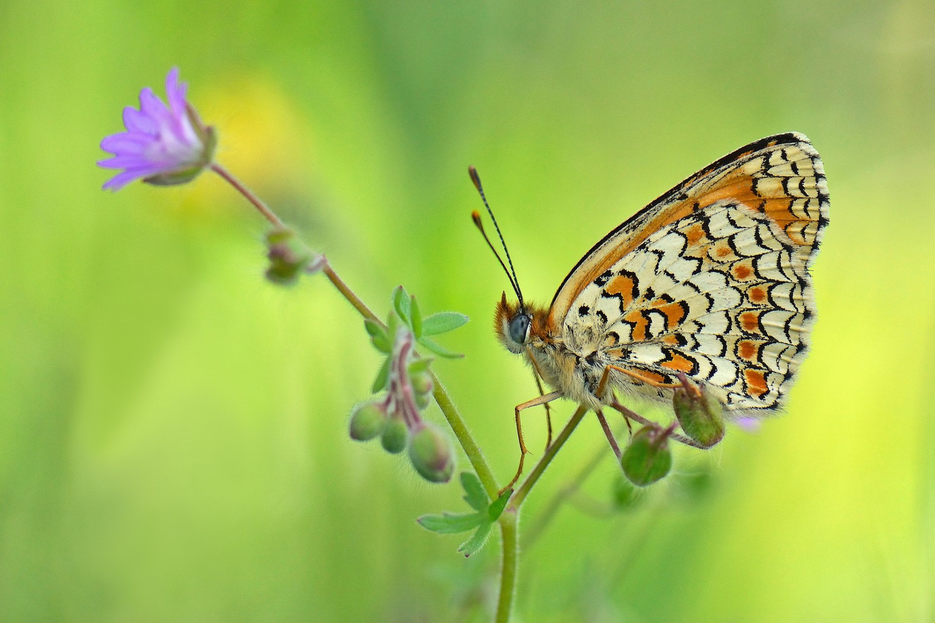 Download Animal Butterfly HD Wallpaper