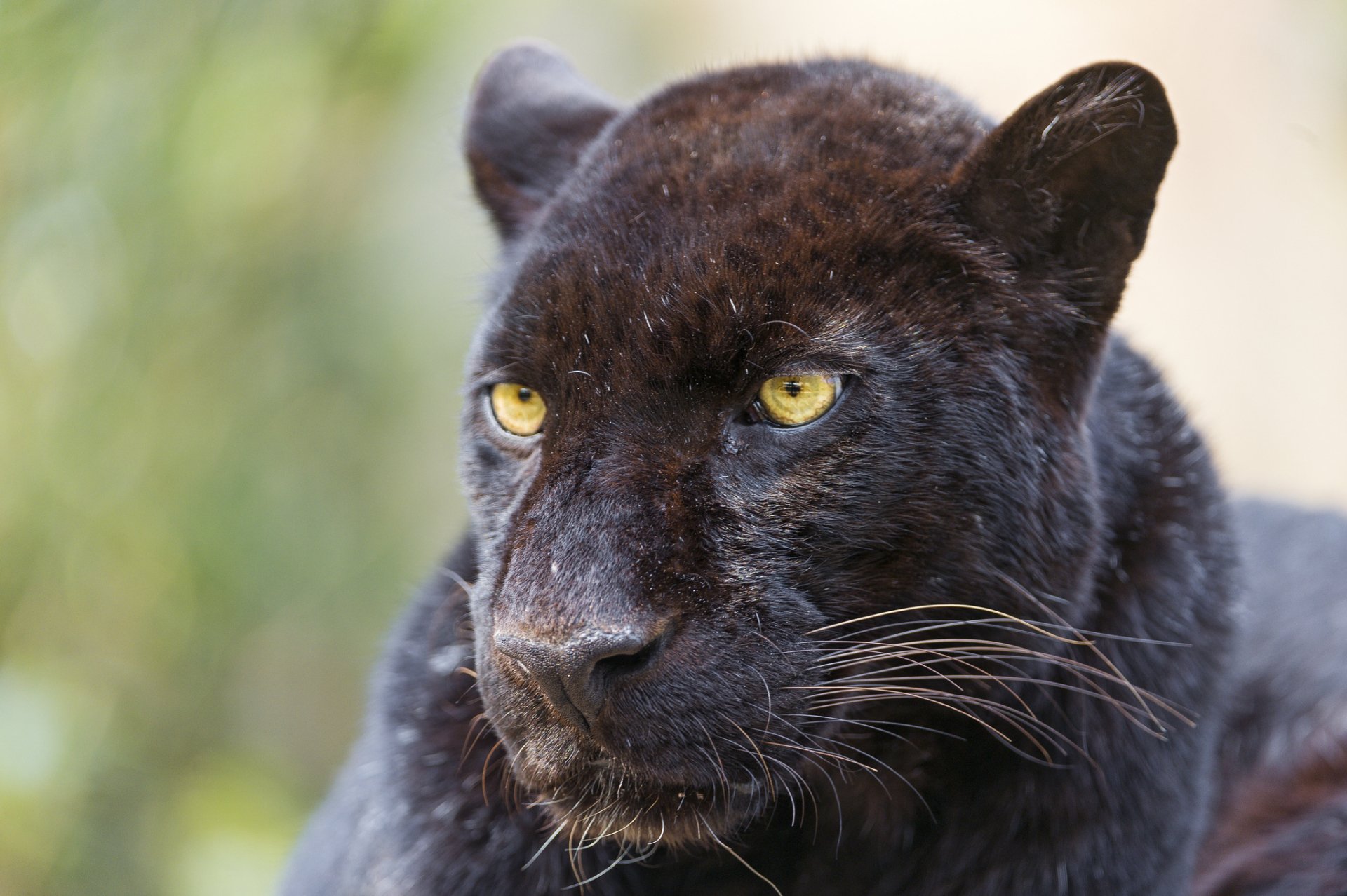 HD desktop wallpaper featuring a close-up of a black panther with striking yellow eyes against a blurred natural background.