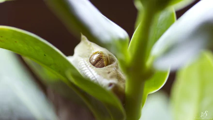 Close-up HD image of a gecko blending with green leaves, captured in vivid detail for a PC desktop wallpaper and background.