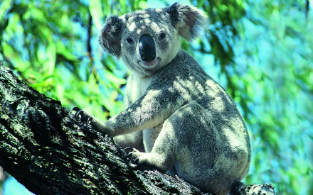 HD wallpaper of a koala perched on a tree branch, set against a bright and verdant background.