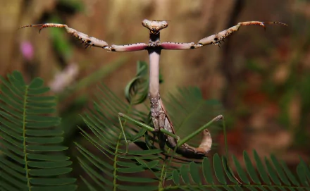 HD desktop wallpaper featuring a close-up of a praying mantis perched on green fern leaves with a blurred natural background.