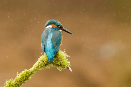 HD desktop wallpaper featuring a vibrant kingfisher perched on a mossy branch against a blurred earthy background with soft rain droplets.
