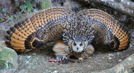 HD desktop wallpaper of a burrowing owl with expanded wings, crouched in its natural habitat, displaying vivid plumage detail and intense eyes.