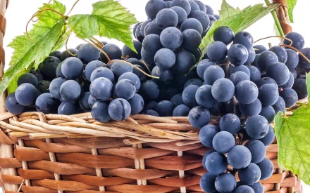 HD wallpaper featuring ripe blue grapes overflowing from a wicker basket, complemented by vibrant green leaves.