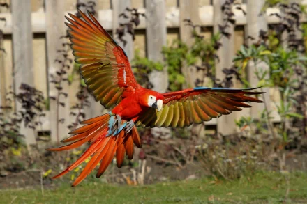 Animal scarlet macaw HD Desktop Wallpaper | Background Image