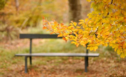 man made bench HD Desktop Wallpaper | Background Image