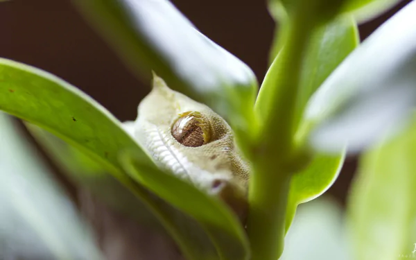 Close-up HD image of a gecko blending with green leaves, captured in vivid detail for a PC desktop wallpaper and background.