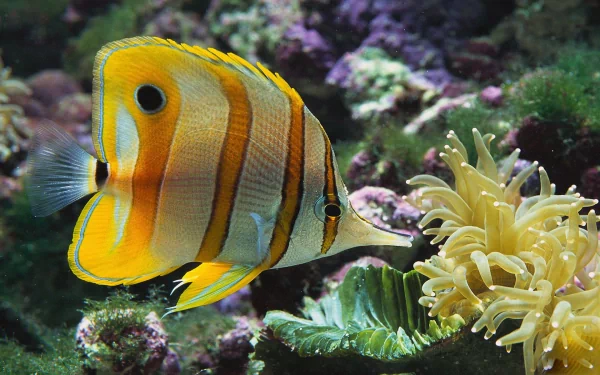  Zambezi Yellowfish