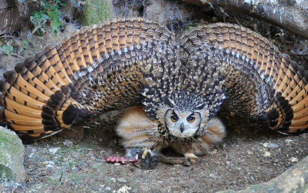 Animal Burrowing Owl Birds Owls Owl Bird HD Wallpaper | Background Image
