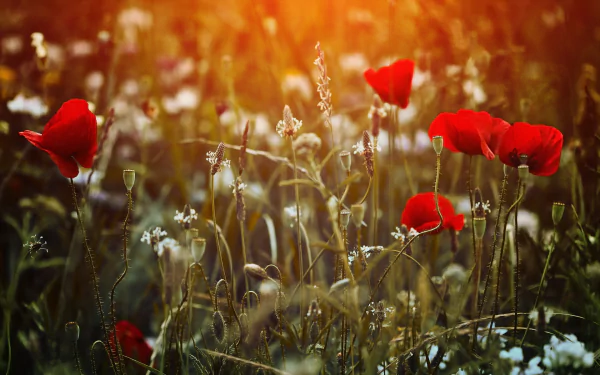 Vibrant red poppies stand tall among delicate wildflowers, bathed in warm sunlight, creating a serene nature scene for a stunning HD desktop wallpaper and background.