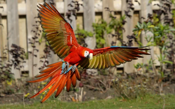 Animal scarlet macaw HD Desktop Wallpaper | Background Image