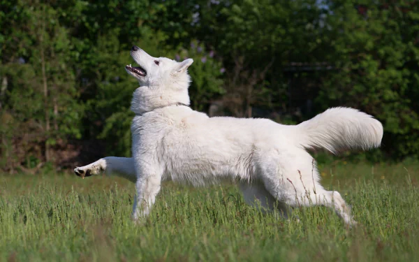 A playful Samoyed dog joyfully prances through a lush green field, captured in stunning detail, making for an engaging HD desktop wallpaper and background.