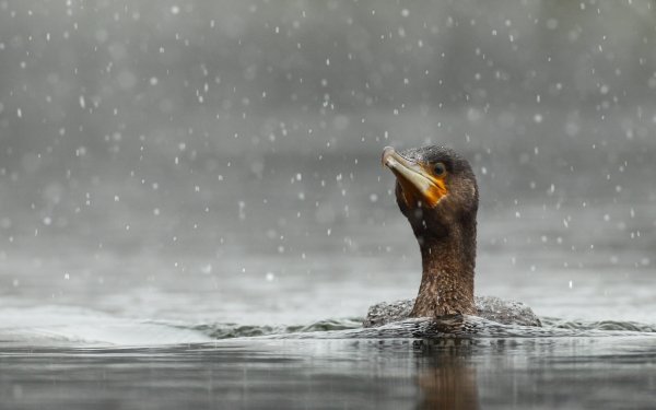 Animal Bird Birds HD Wallpaper | Background Image