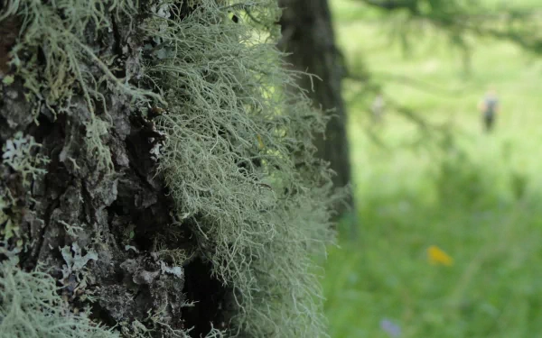 nature moss HD Desktop Wallpaper | Background Image