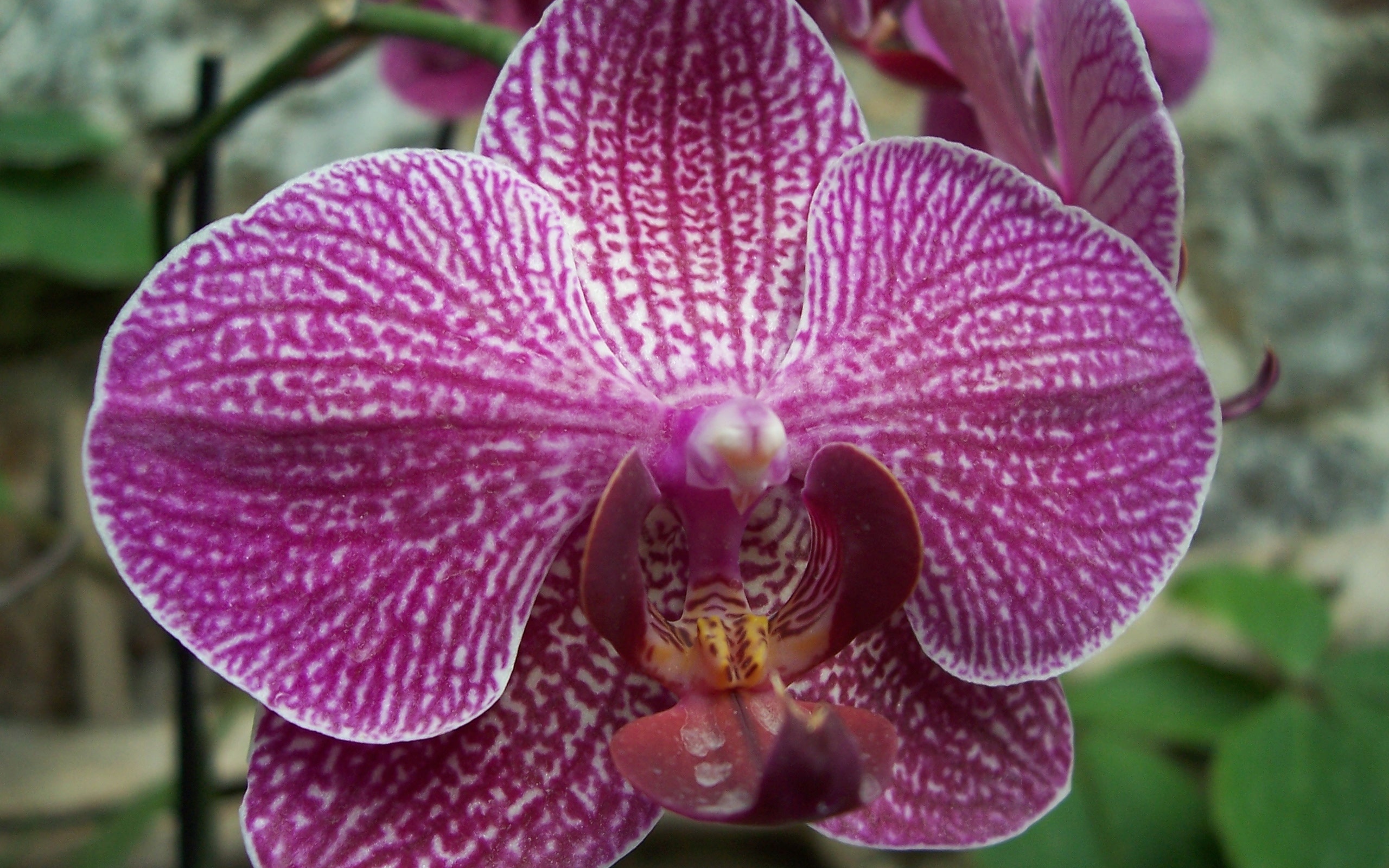 Download Nature Orchid HD Wallpaper