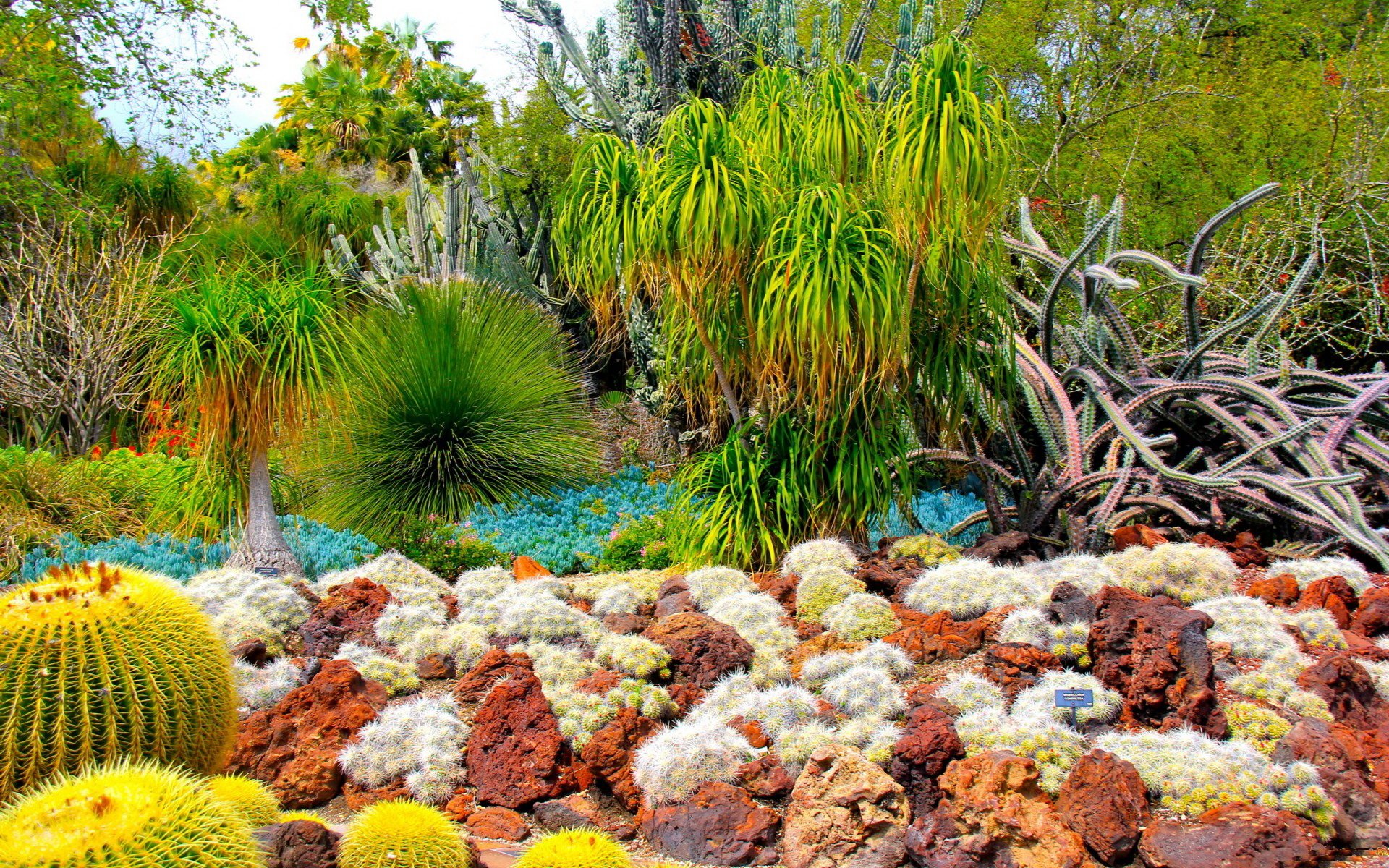 HD desktop wallpaper showcasing a man-made garden with diverse cacti, succulents, and vibrant green plants in a natural outdoor setting.