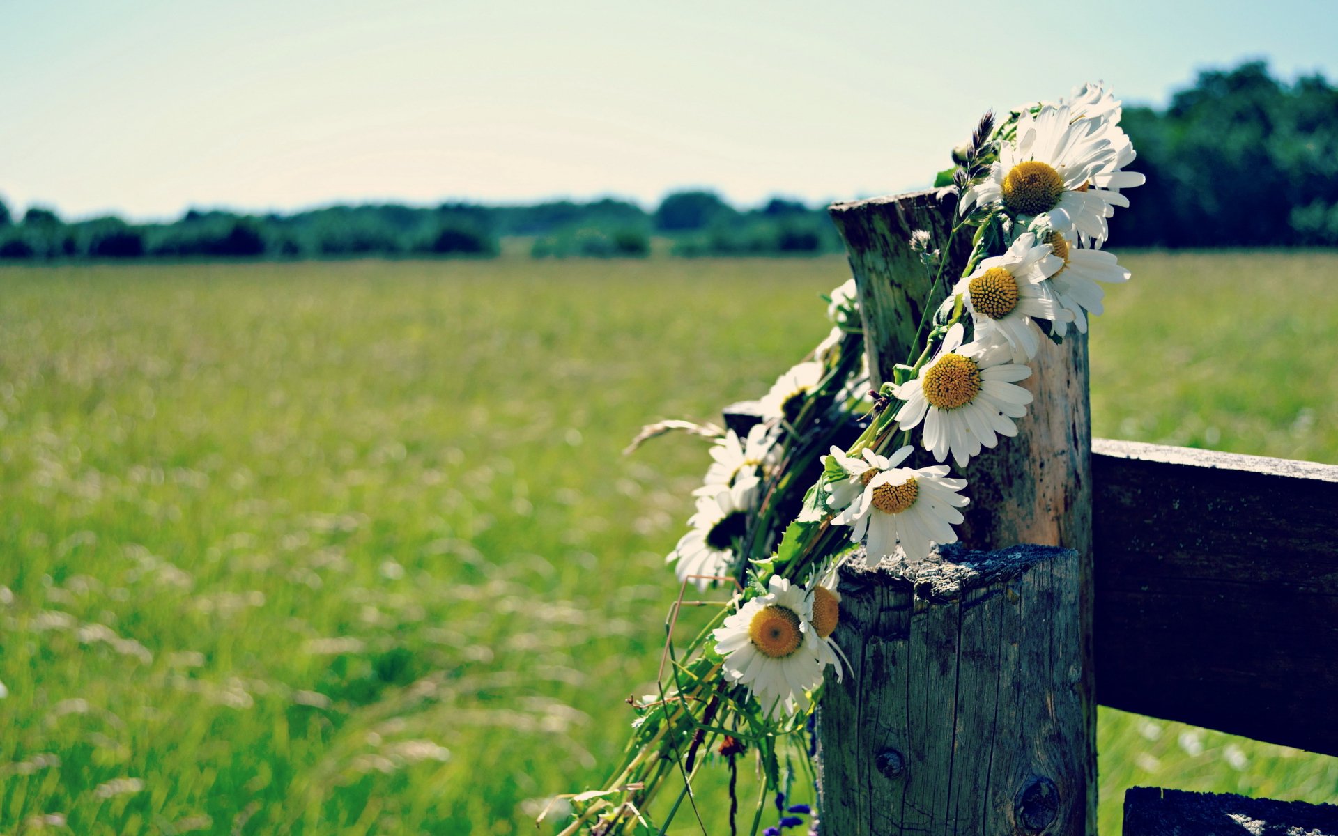 2K Quad HD PC desktop wallpaper: daisies draped over a weathered wooden fence post, sunlit meadow grasses stretching to a distant treeline beneath a pale, serene sky.